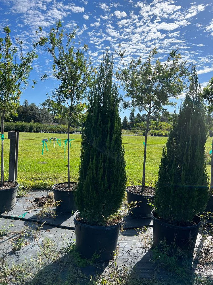 juniperus-virginiana-brodie-eastern-red-cedar