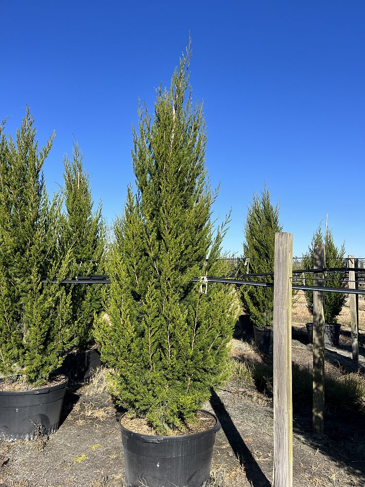 juniperus-virginiana-brodie-eastern-red-cedar