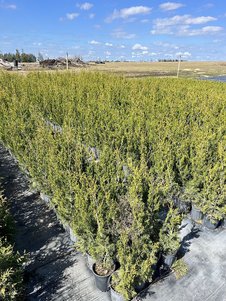 juniperus-virginiana-brodie-eastern-red-cedar