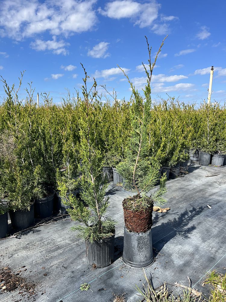 juniperus-virginiana-brodie-eastern-red-cedar