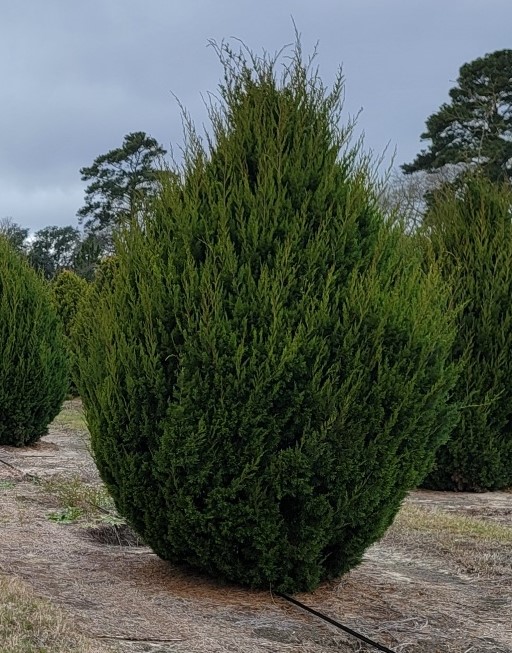 juniperus-virginiana-brodie-eastern-red-cedar