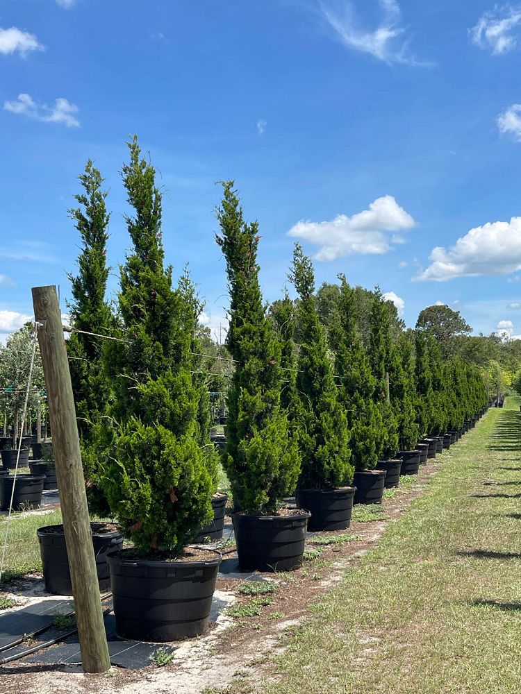 juniperus-virginiana-brodie-eastern-red-cedar