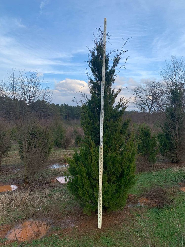 juniperus-virginiana-brodie-eastern-red-cedar