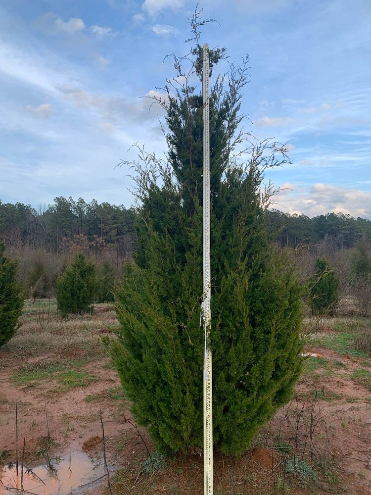 juniperus-virginiana-brodie-eastern-red-cedar