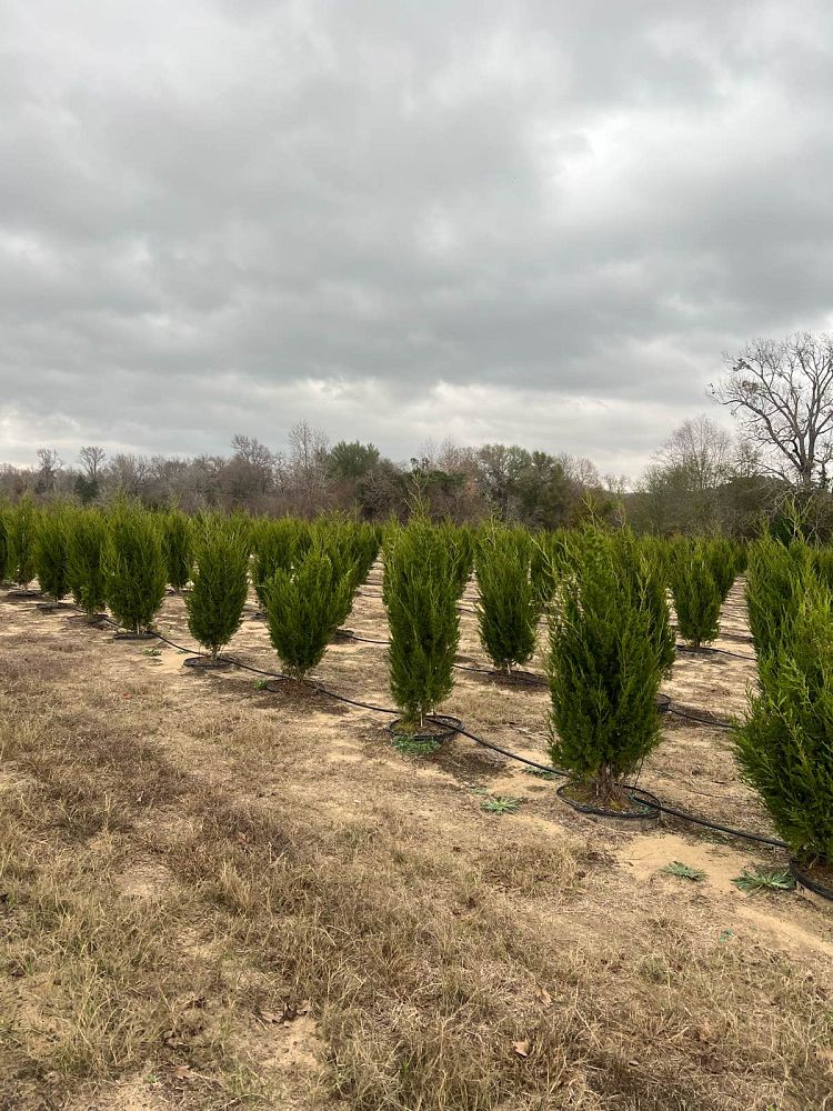 juniperus-virginiana-brodie-eastern-red-cedar