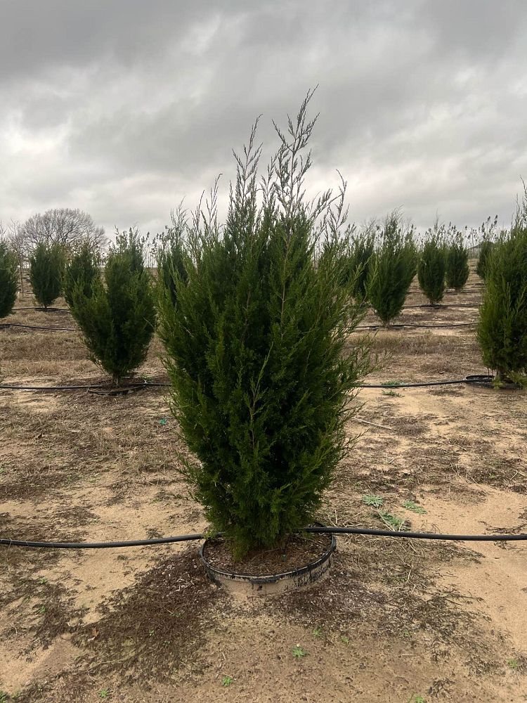 juniperus-virginiana-brodie-eastern-red-cedar