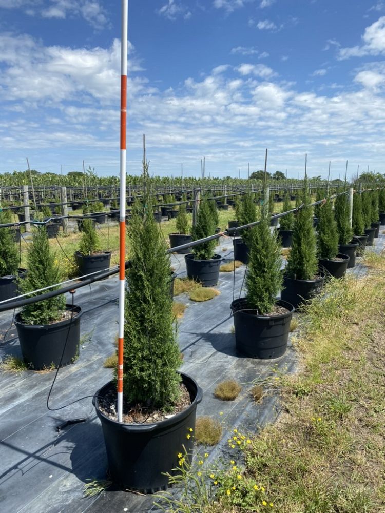 juniperus-virginiana-brodie-eastern-red-cedar
