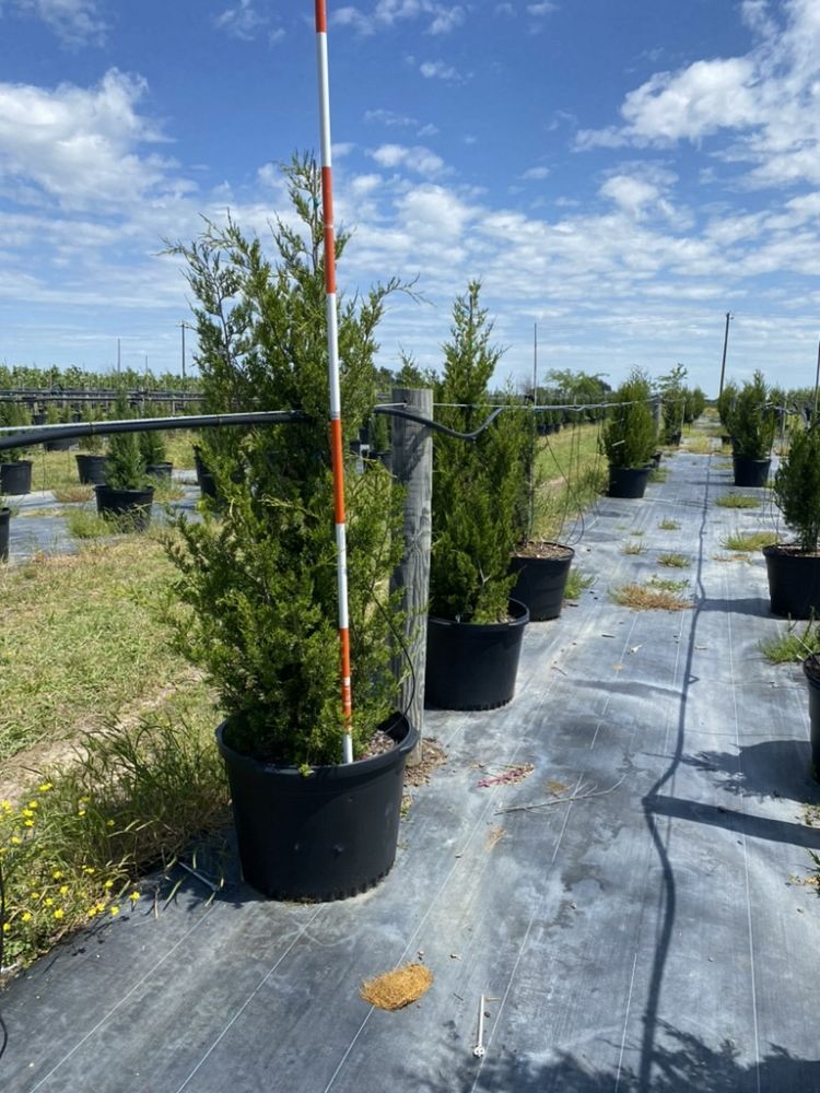 juniperus-virginiana-brodie-eastern-red-cedar