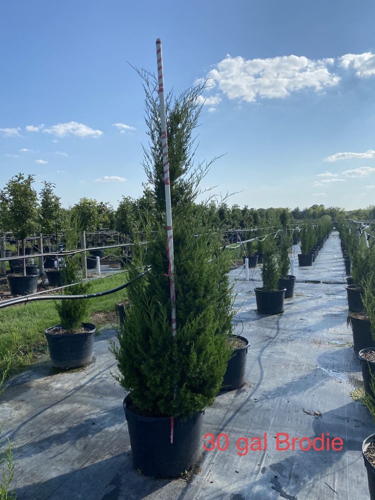 juniperus-virginiana-brodie-eastern-red-cedar