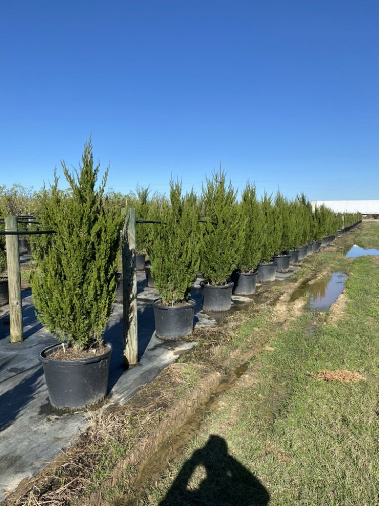 juniperus-virginiana-brodie-eastern-red-cedar