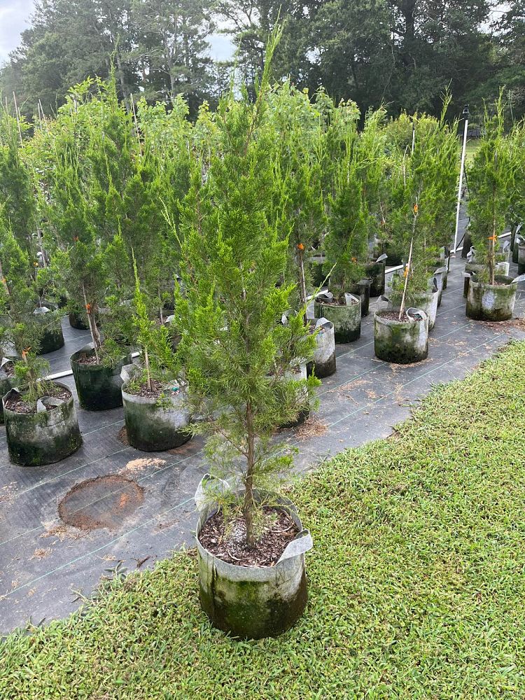 juniperus-virginiana-brodie-eastern-red-cedar