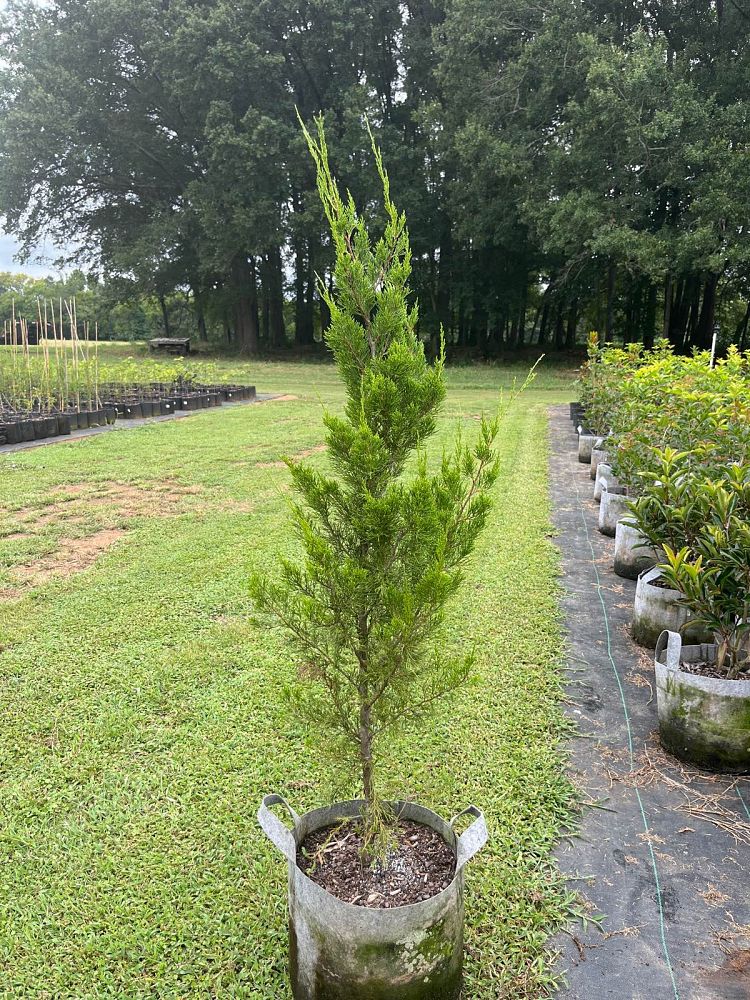 juniperus-virginiana-brodie-eastern-red-cedar