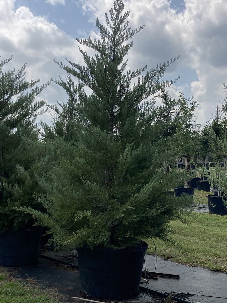 juniperus-virginiana-brodie-eastern-red-cedar