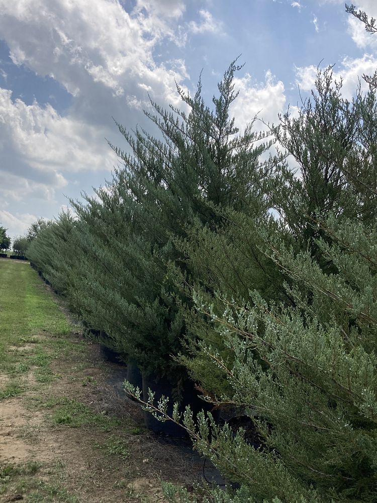 juniperus-virginiana-brodie-eastern-red-cedar
