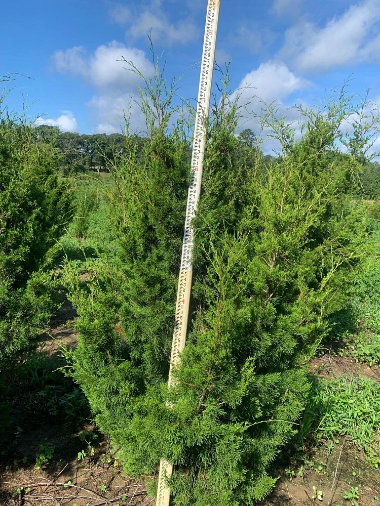 juniperus-virginiana-brodie-eastern-red-cedar