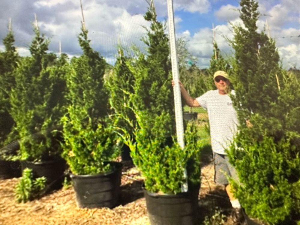juniperus-virginiana-brodie-eastern-red-cedar