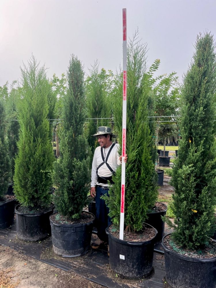 juniperus-virginiana-brodie-eastern-red-cedar