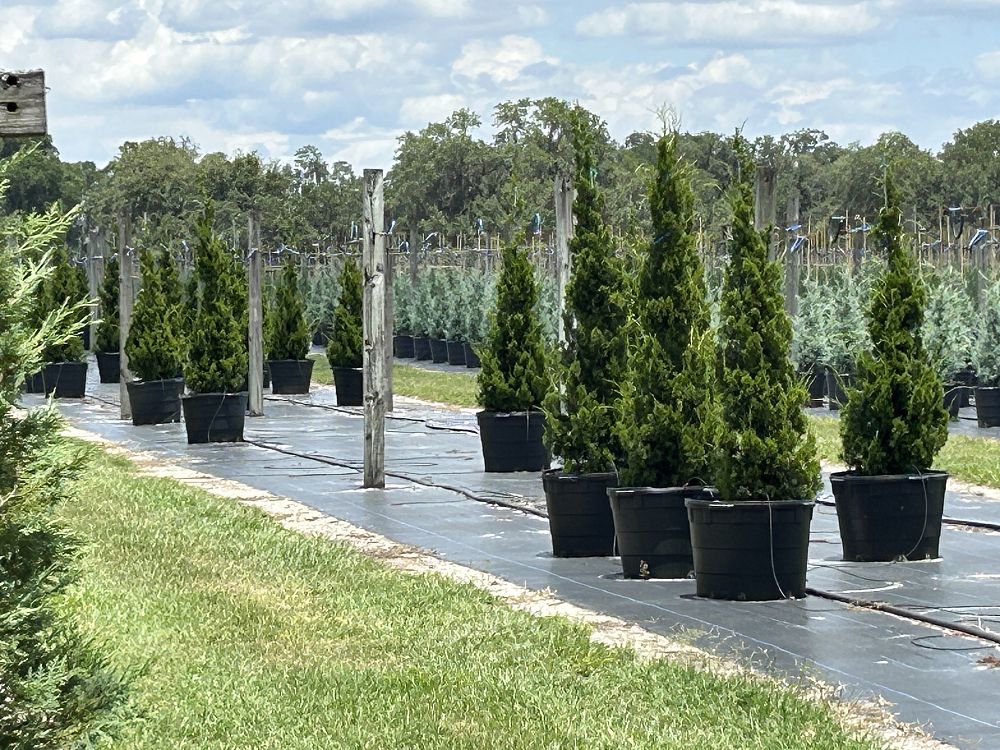 juniperus-virginiana-brodie-eastern-red-cedar