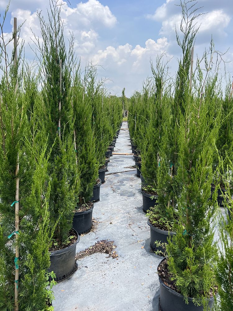 juniperus-virginiana-brodie-eastern-red-cedar