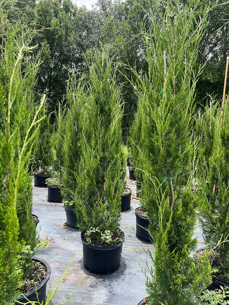 juniperus-virginiana-brodie-eastern-red-cedar