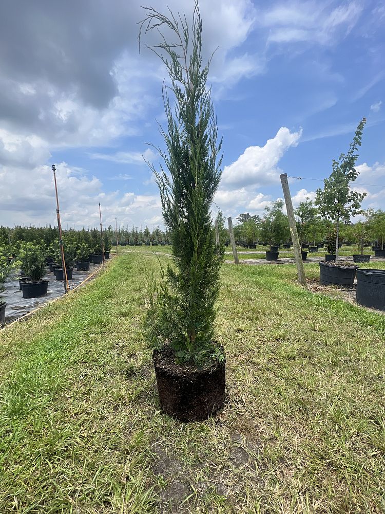 juniperus-virginiana-brodie-eastern-red-cedar