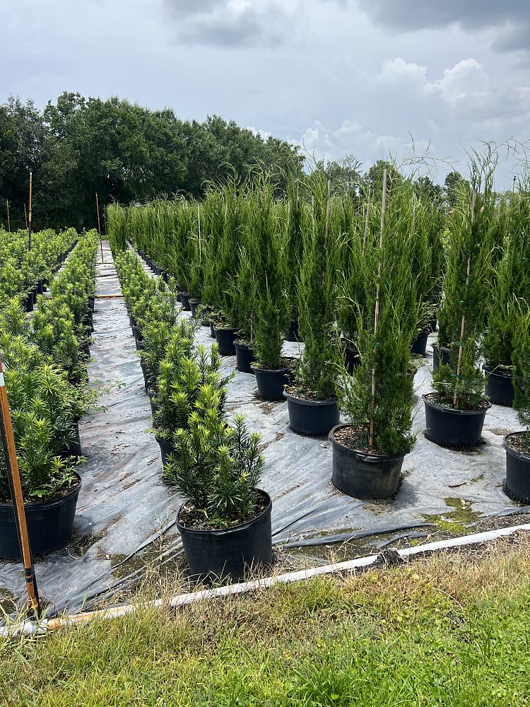 juniperus-virginiana-brodie-eastern-red-cedar