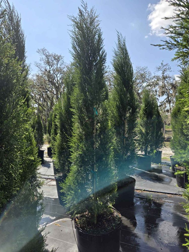 juniperus-virginiana-brodie-eastern-red-cedar
