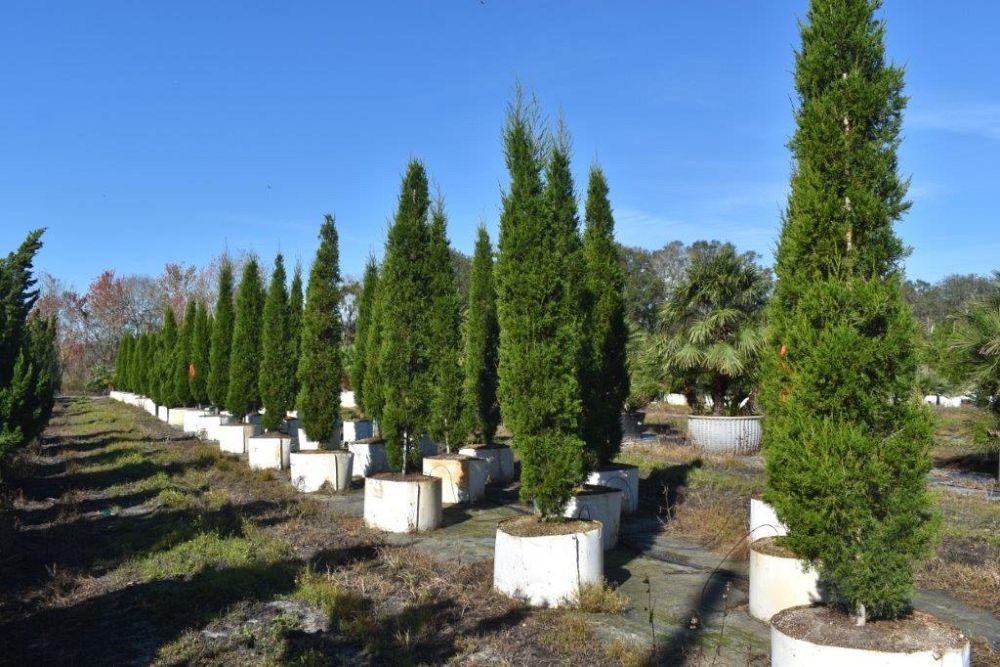 juniperus-virginiana-brodie-eastern-red-cedar