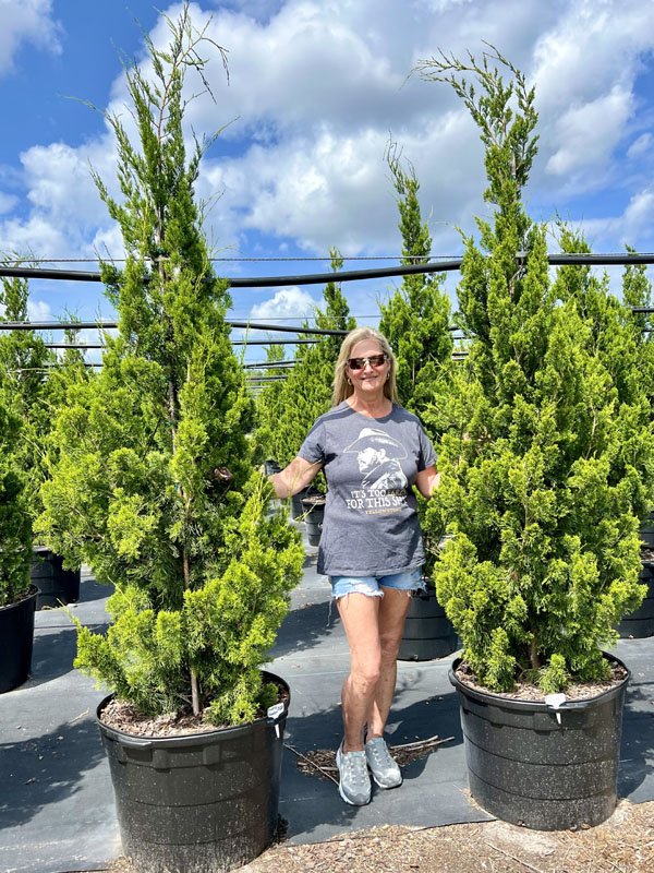 juniperus-virginiana-brodie-eastern-red-cedar