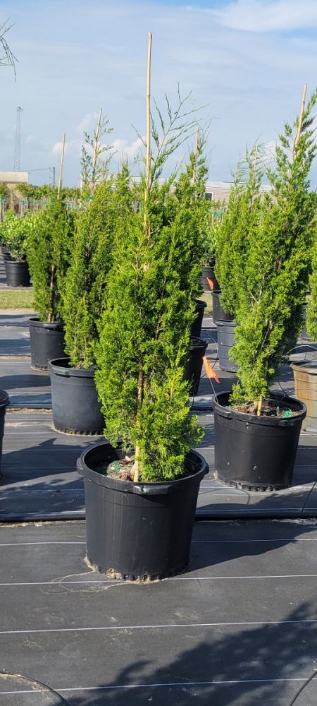 juniperus-virginiana-brodie-eastern-red-cedar