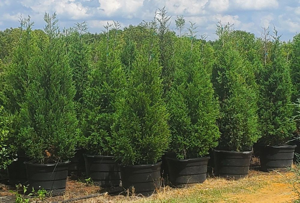 juniperus-virginiana-brodie-eastern-red-cedar