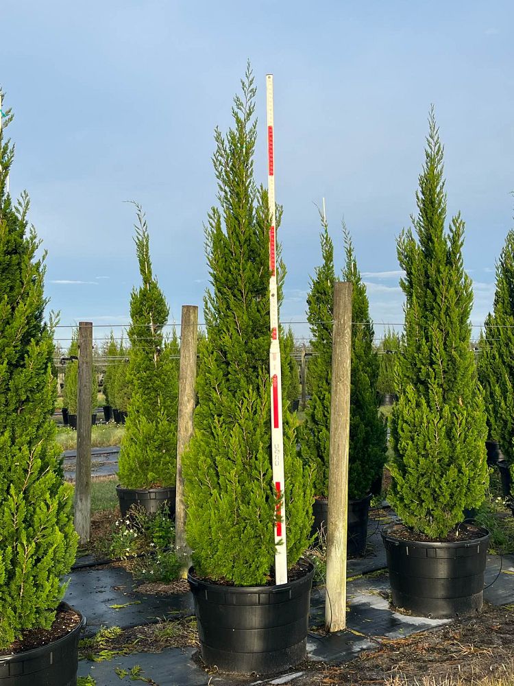 juniperus-virginiana-brodie-eastern-red-cedar