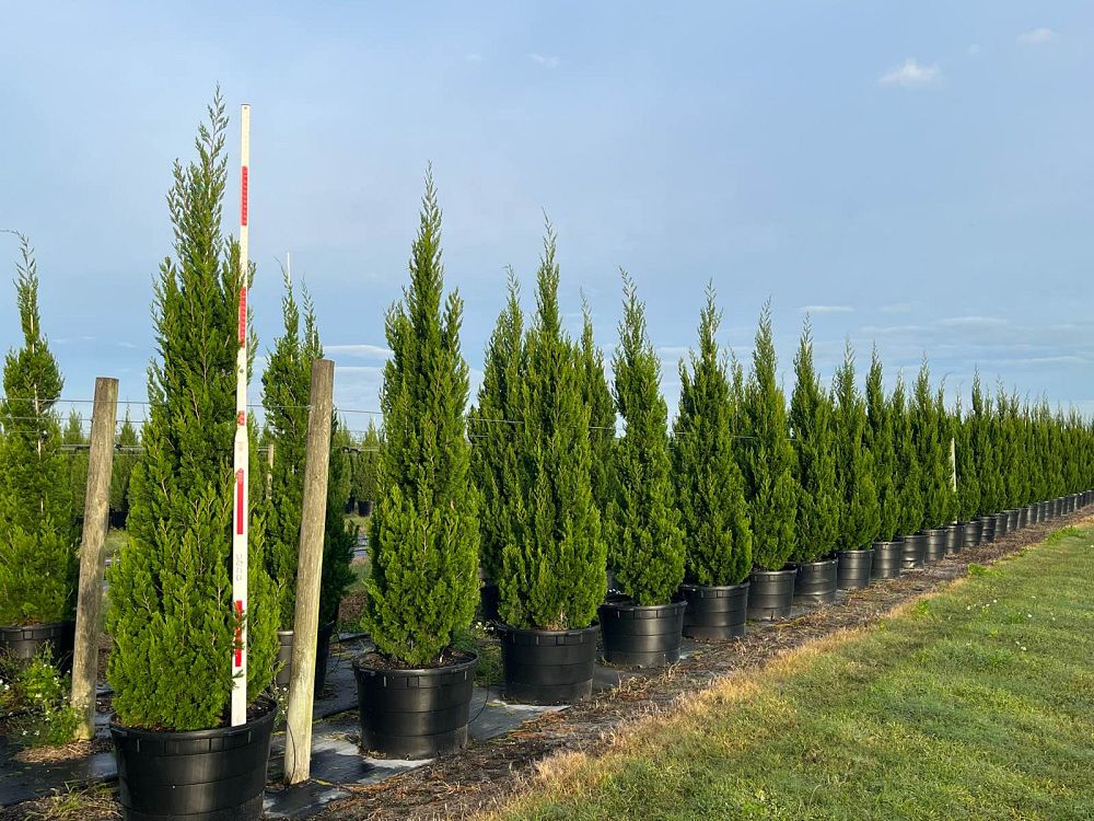 juniperus-virginiana-brodie-eastern-red-cedar