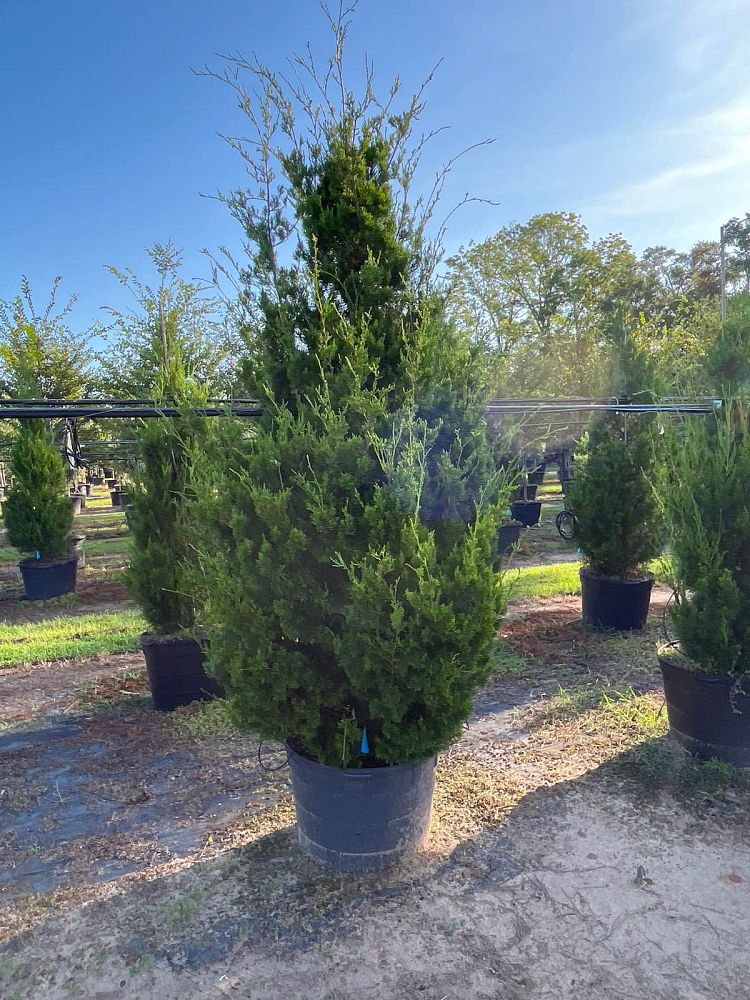 juniperus-virginiana-brodie-eastern-red-cedar