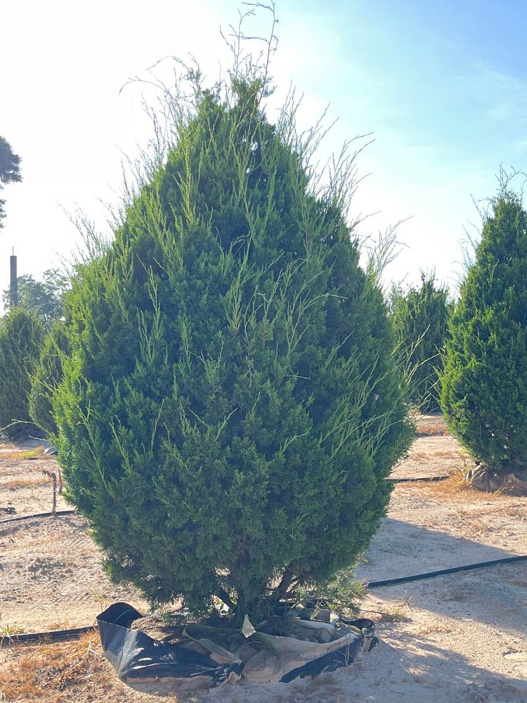juniperus-virginiana-brodie-eastern-red-cedar