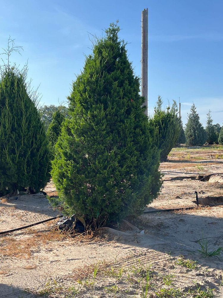 juniperus-virginiana-brodie-eastern-red-cedar