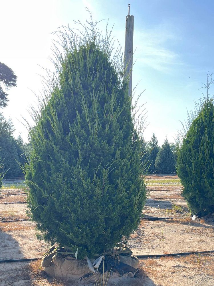 juniperus-virginiana-brodie-eastern-red-cedar