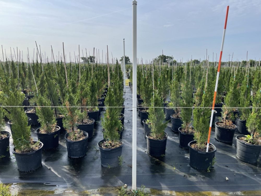 juniperus-virginiana-brodie-eastern-red-cedar