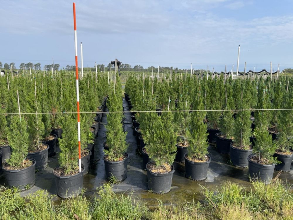 juniperus-virginiana-brodie-eastern-red-cedar