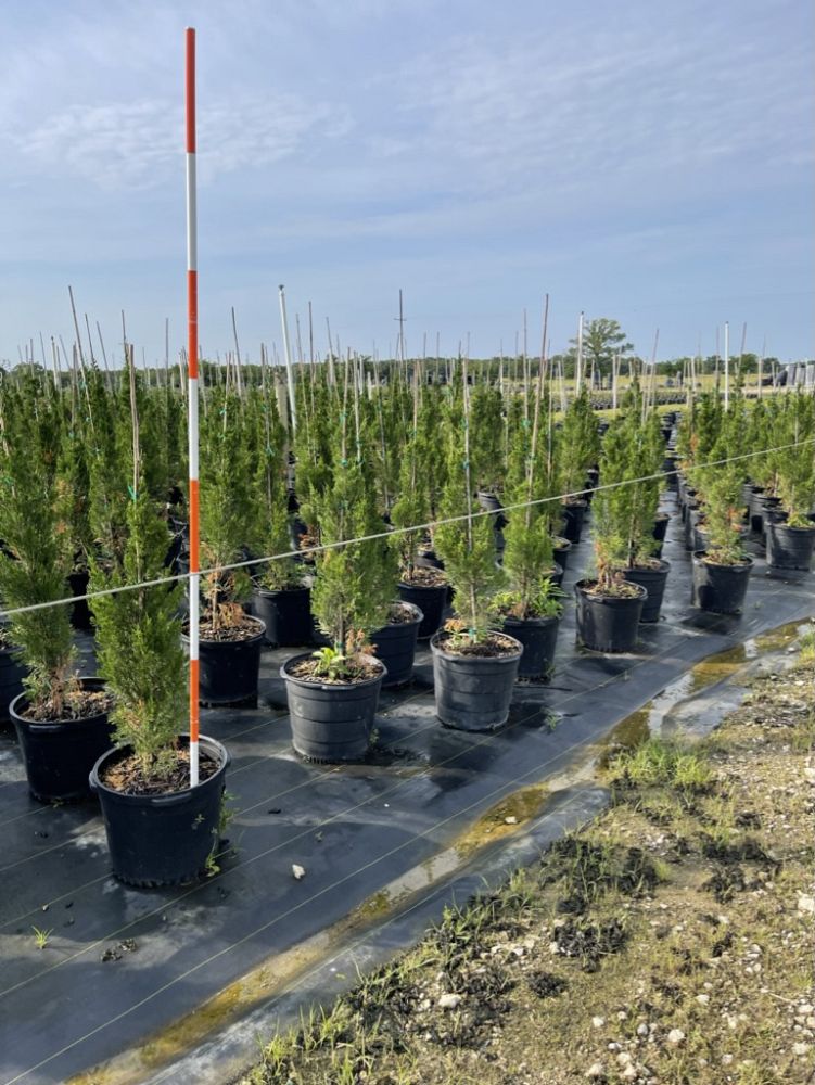 juniperus-virginiana-brodie-eastern-red-cedar