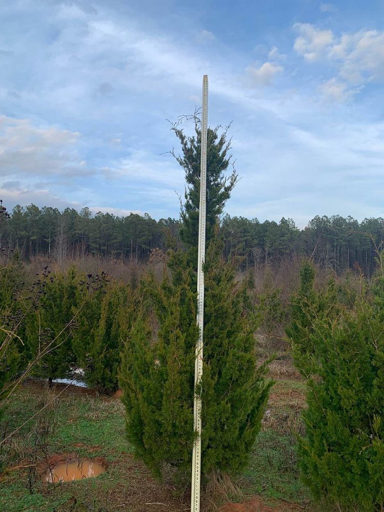juniperus-virginiana-brodie-eastern-red-cedar