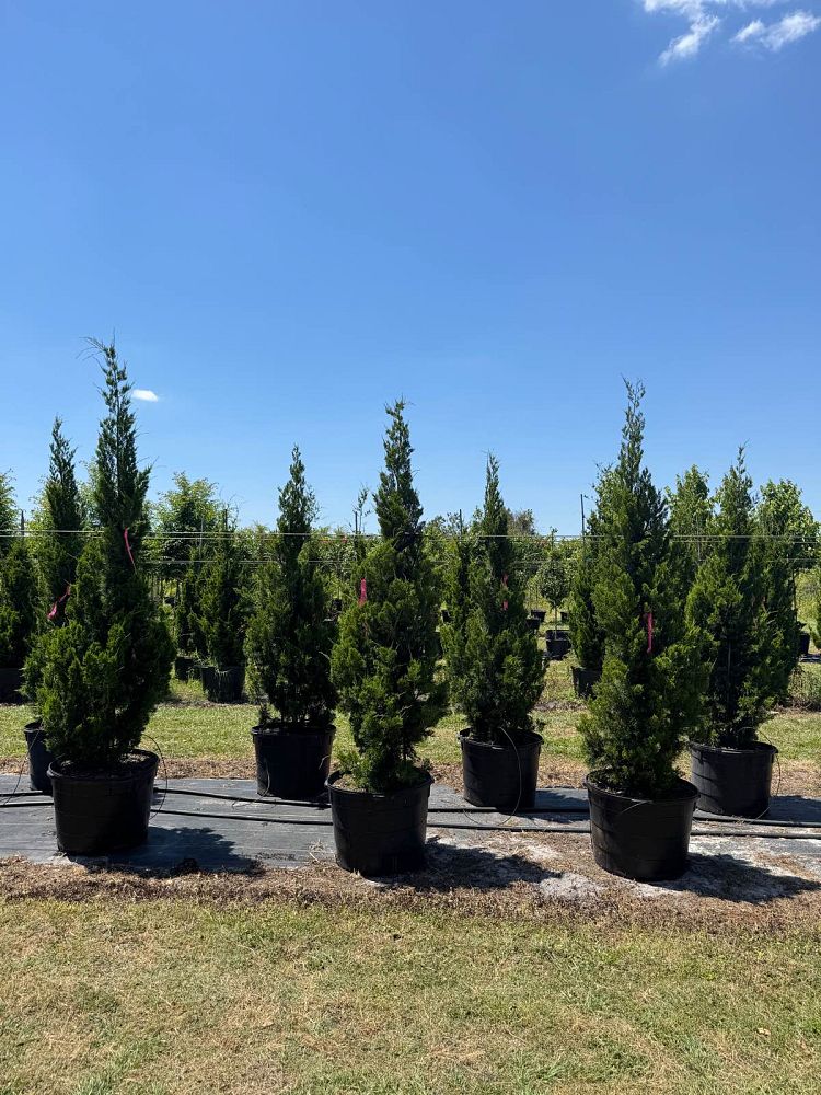 juniperus-virginiana-brodie-eastern-red-cedar
