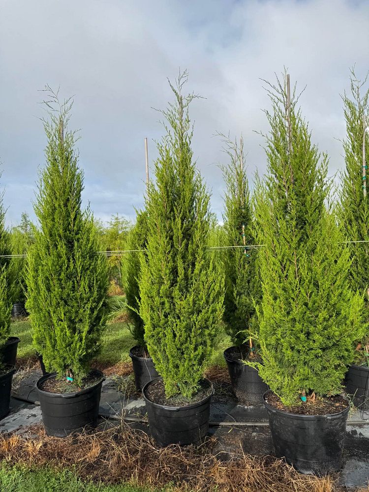 juniperus-virginiana-brodie-eastern-red-cedar