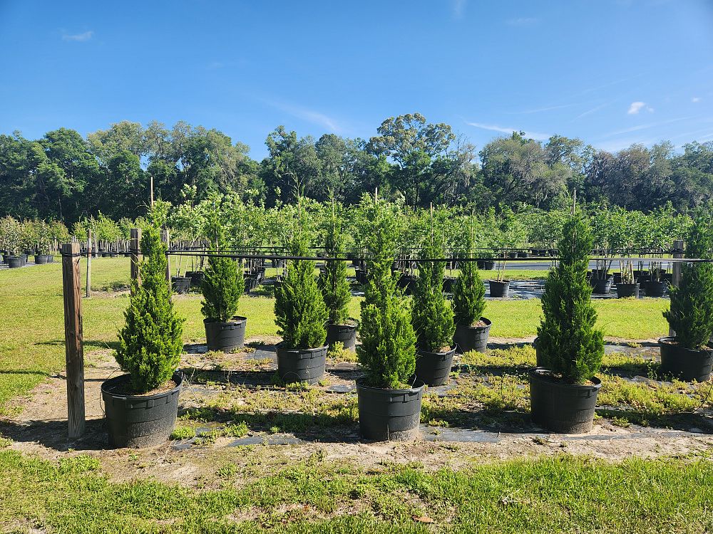 juniperus-virginiana-brodie-eastern-red-cedar