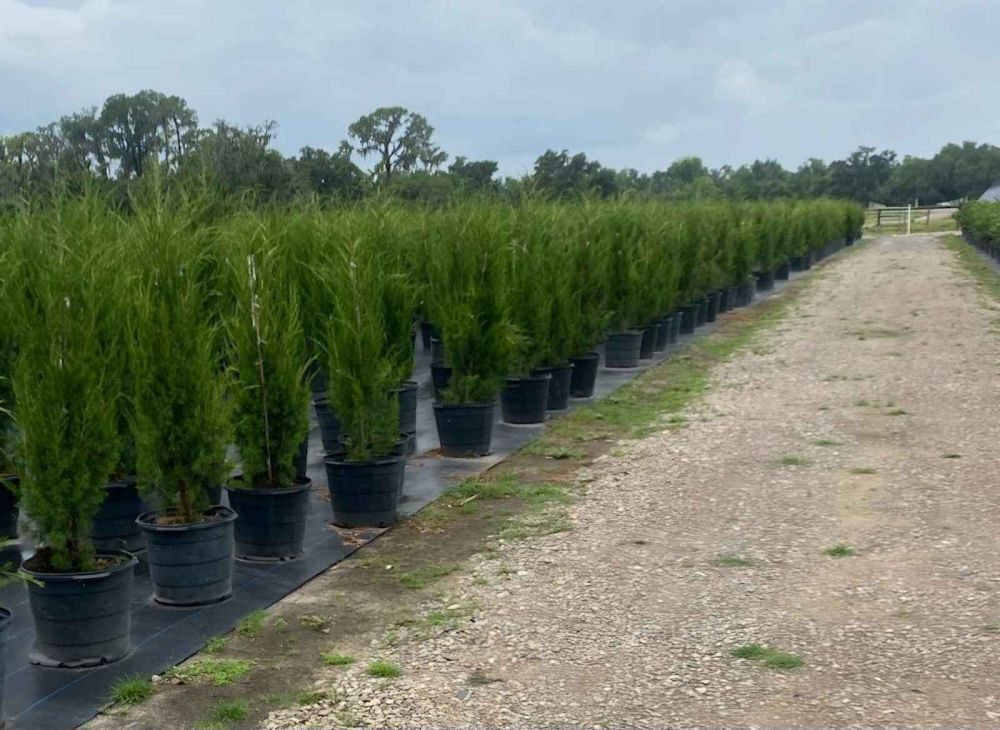 juniperus-virginiana-brodie-eastern-red-cedar