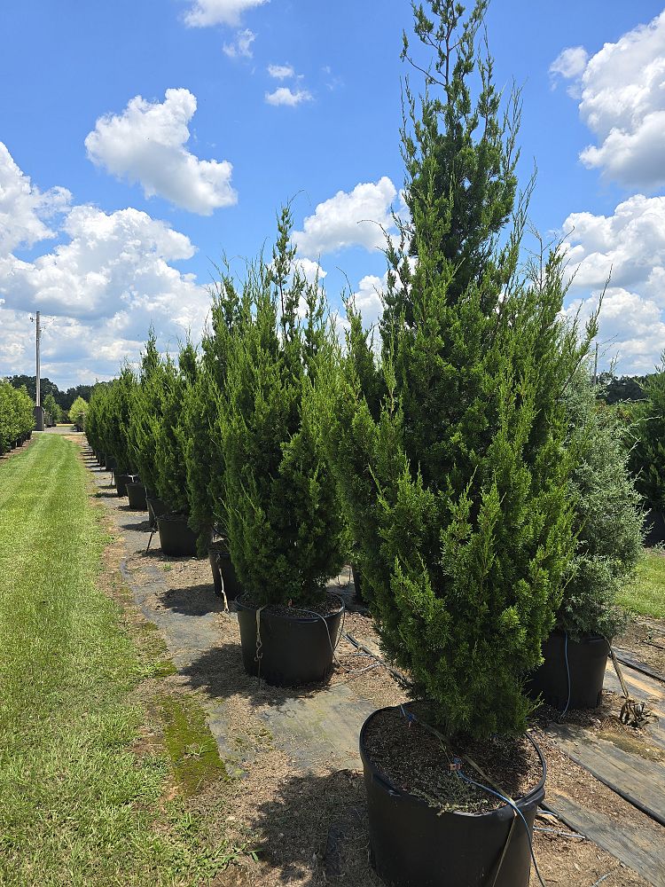 juniperus-virginiana-brodie-eastern-red-cedar