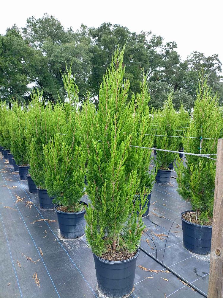 juniperus-virginiana-brodie-eastern-red-cedar