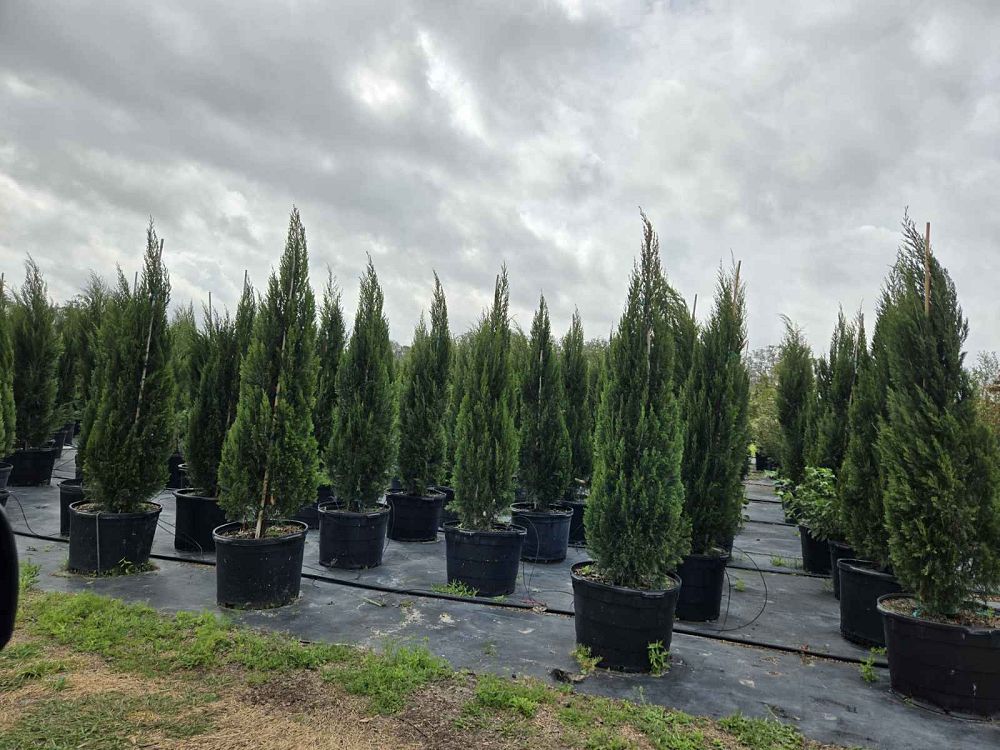 juniperus-virginiana-brodie-eastern-red-cedar