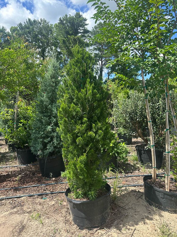 juniperus-virginiana-brodie-eastern-red-cedar