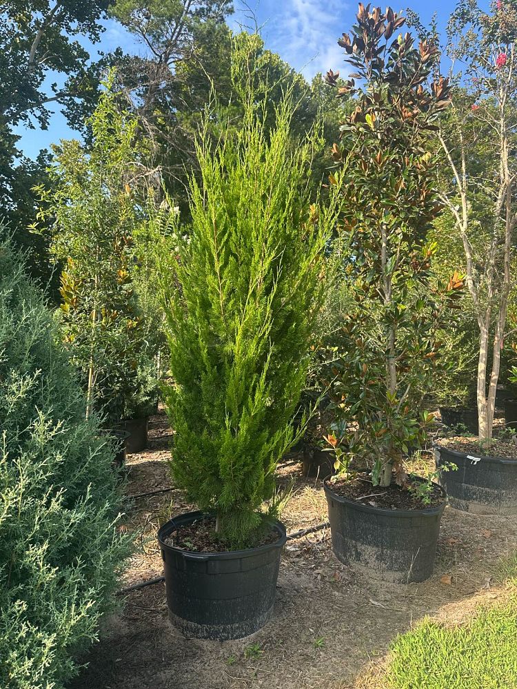 juniperus-virginiana-brodie-eastern-red-cedar